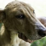 Anemia em cachorros: sintomas e tratamento 4
