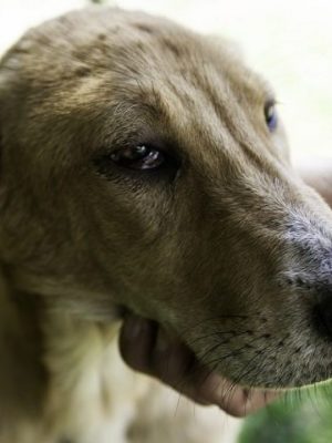 Anemia em cachorros: sintomas e tratamento