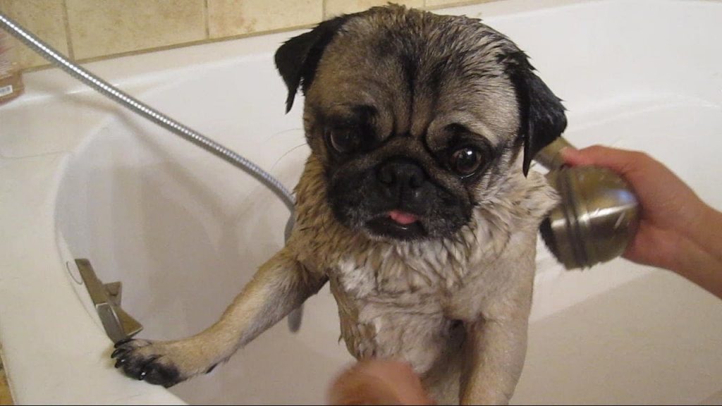 Cuidados com o Pug: banho, pelo, limpeza das orelhas e nariz 2
