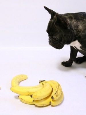 Cães podem comer bananas? Bananas são seguras para cães?