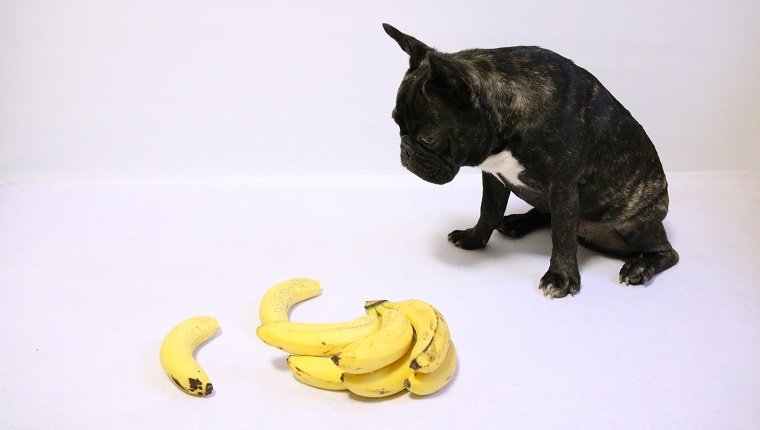 Cães podem comer bananas? Bananas são seguras para cães? 1