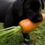 Cachorro pode comer cenoura crua ou cozida? 15