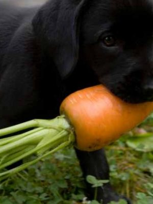 Cachorro pode comer cenoura crua ou cozida?