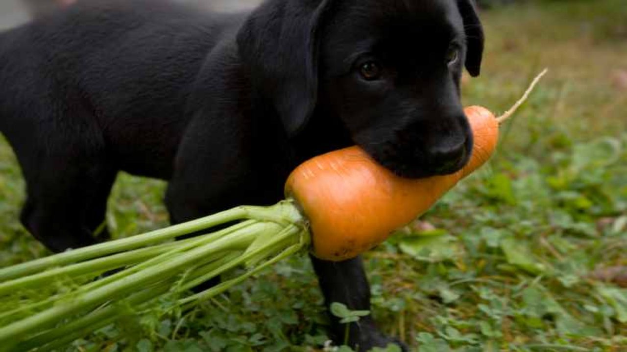 Cachorro pode comer cenoura crua ou cozida? 1