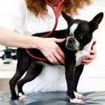 Doenças cardíacas em cães e gatos: conheça sete sintomas 6