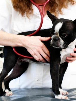 Doenças cardíacas em cães e gatos: conheça sete sintomas