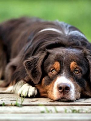 Doenças de fígado em cachorros e gatos: causas, sintomas e tratamento