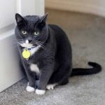 Doença do trato urinário em gatos