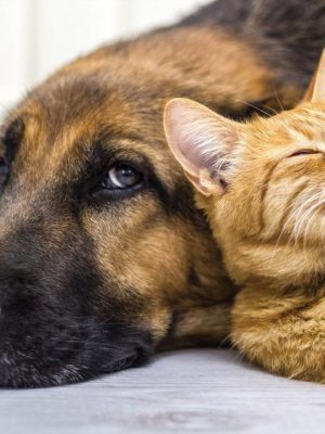 Seis doenças mais comuns em cachorros e gatos