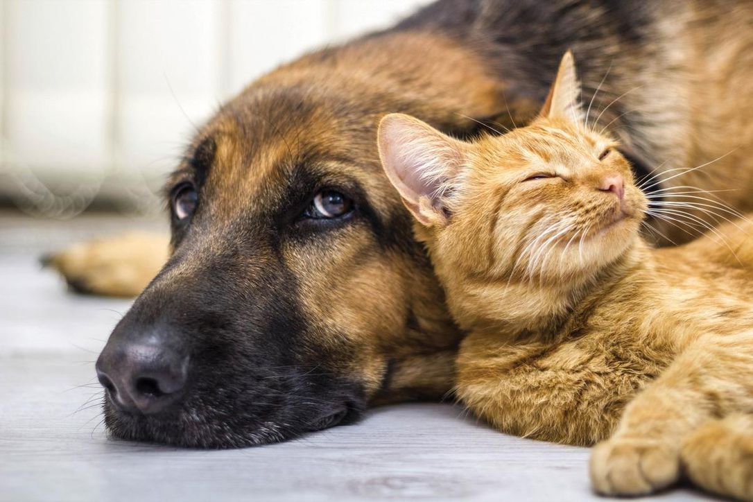 Seis doenças mais comuns em cachorros e gatos 1
