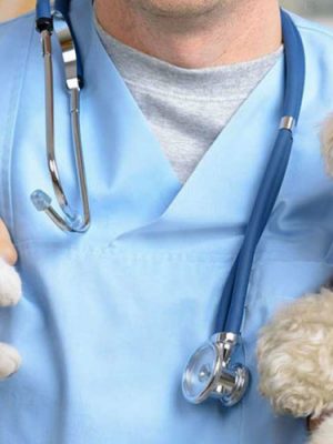 Principais doenças endócrinas e seus sintomas em cães e gatos