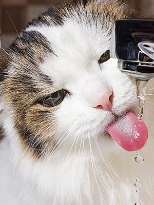 Por que meu gato bebe tanta água?