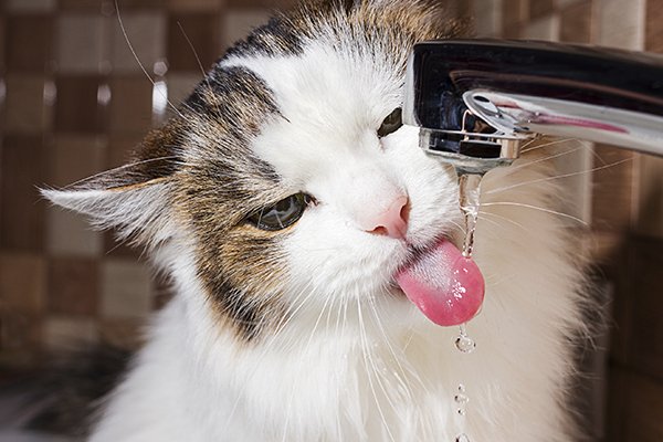 Por que meu gato bebe tanta água? 2