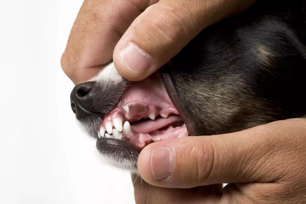 Anemia em cachorros: sintomas e tratamento 2