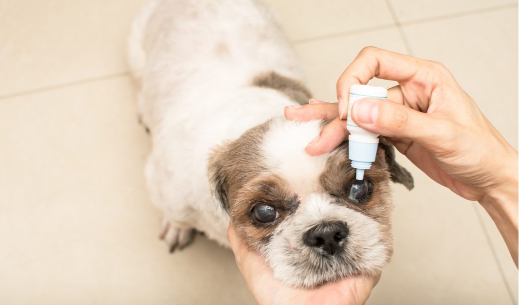 Glaucoma em cachorros - sintomas, tratamento e recuperação 19