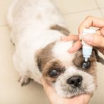 Glaucoma em cachorros - sintomas, tratamento e recuperação 6