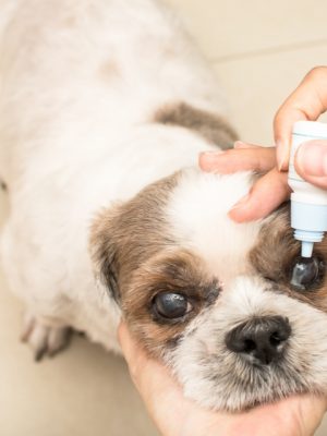 Glaucoma em cachorros – sintomas, tratamento e recuperação