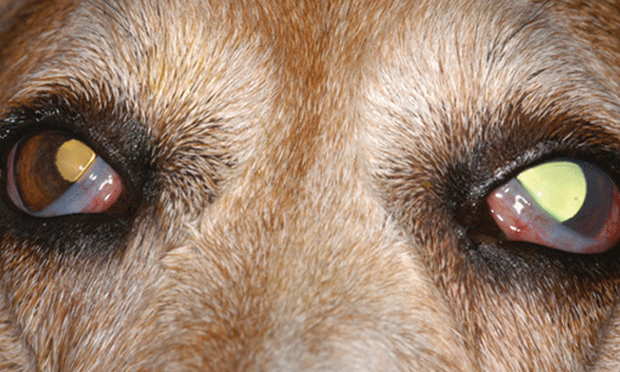 Glaucoma em cachorros - sintomas, tratamento e recuperação 18