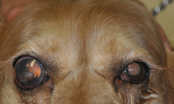 Glaucoma em cachorros - sintomas, tratamento e recuperação 14
