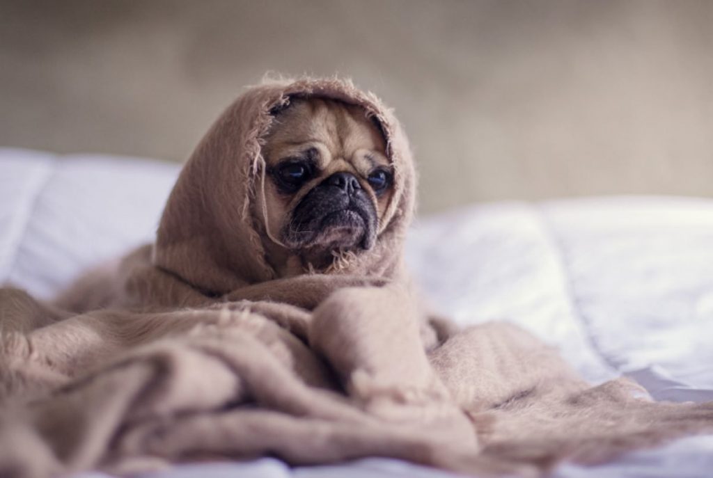 Saiba mais sobre gripes e resfriados em cachorros e gatos 2