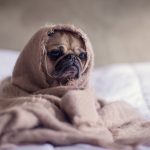Saiba mais sobre gripes e resfriados em cachorros e gatos 8