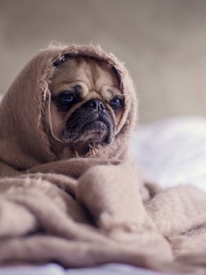 Saiba mais sobre gripes e resfriados em cachorros e gatos
