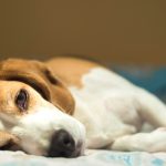 Hipotireoidismo em cães: o que é, sintomas, tratamento e cura 20