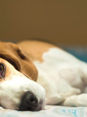 Hipotireoidismo em cães: o que é, sintomas, tratamento e cura