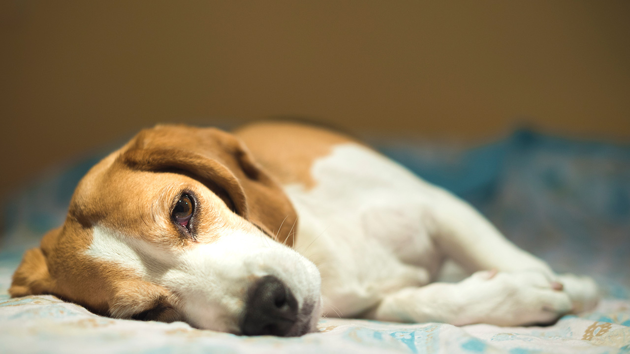 Hipotireoidismo em cães: o que é, sintomas, tratamento e cura 1