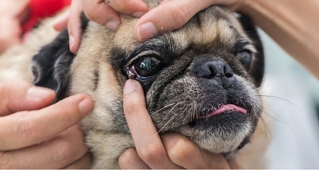 Um Guia para Problemas com os Olhos Pug: Causas, Tratamentos e Manutenção 7