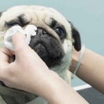 Cuidados com o Pug: banho, pelo, limpeza das orelhas e nariz 18