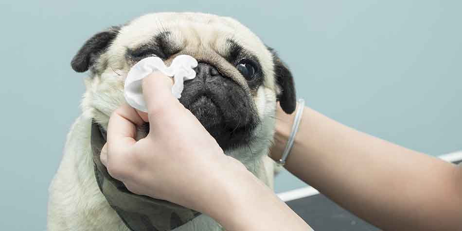 Cuidados com o Pug: banho, pelo, limpeza das orelhas e nariz 17
