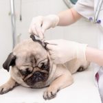 Problemas comuns do Pug: principais doenças e cuidados 9