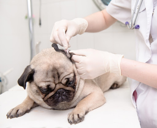 Cuidados com o Pug: banho, pelo, limpeza das orelhas e nariz 8