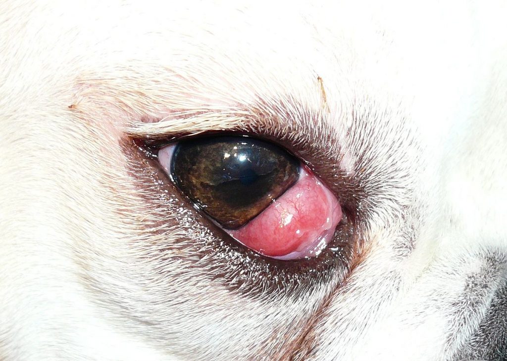Olho de cereja em cachorro