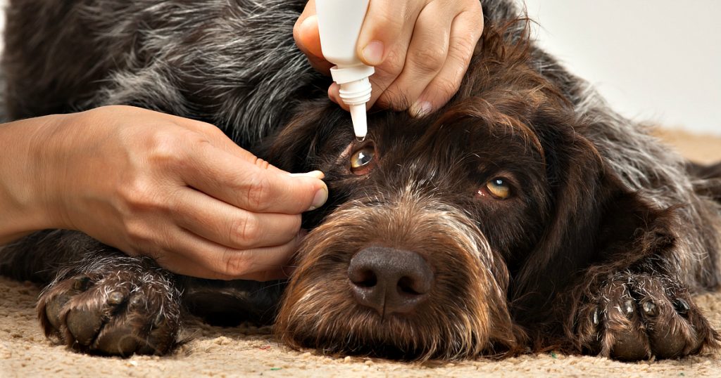 Tratamento de olho seco em cachorro