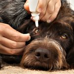 Olho seco em cachorros: o que é, tratamento, cirurgia e cura 15