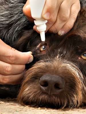 Olho seco em cachorros: o que é, tratamento, cirurgia e cura
