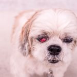 Olho vermelho em cachorro: o que é, sintomas, tratamento e cura 21