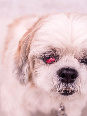 Olho vermelho em cachorro: o que é, sintomas, tratamento e cura