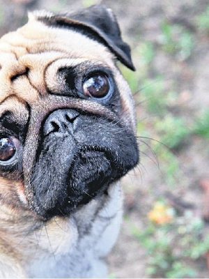 Um Guia para Problemas com os Olhos Pug: Causas, Tratamentos e Manutenção