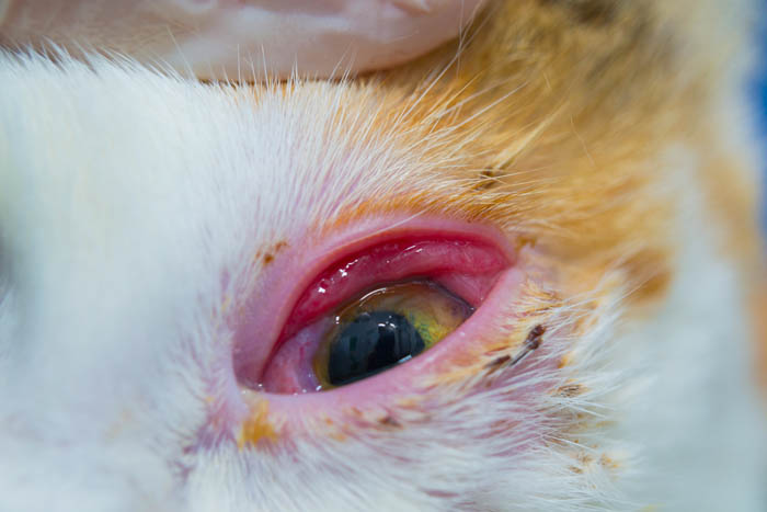 Gato com olho vermelho: sintomas e o que fazer 5