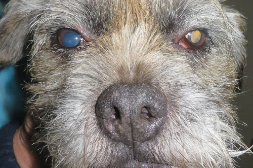 11 doenças mais comuns nos olhos de cachorro: como identificar e o que fazer 6