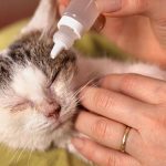 Conjuntivite em gatos - sintomas e tratamentos 5