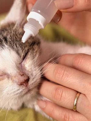 Conjuntivite em gatos – sintomas e tratamentos