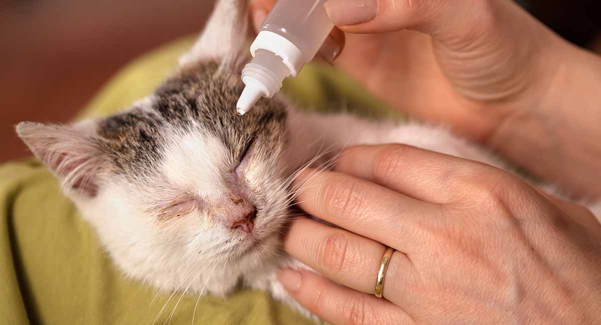 Conjuntivite em gatos - sintomas e tratamentos 1