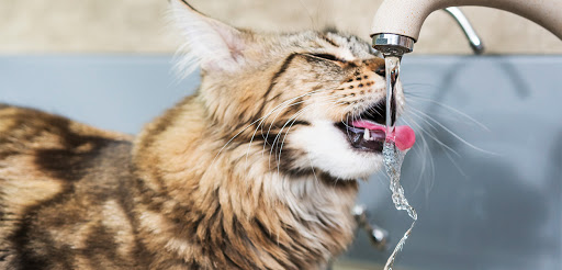 Por que meu gato bebe tanta água? 7