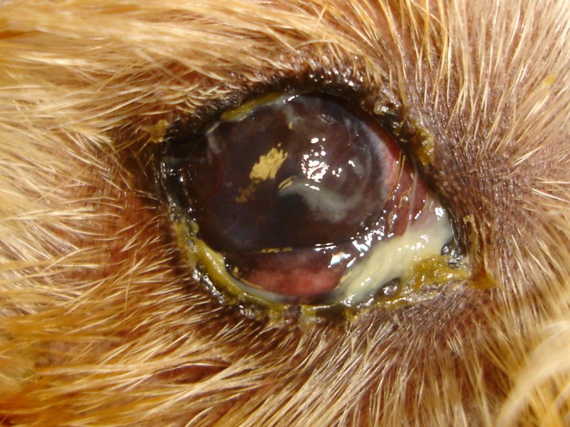 Olho seco em cachorros: o que é, tratamento, cirurgia e cura 3