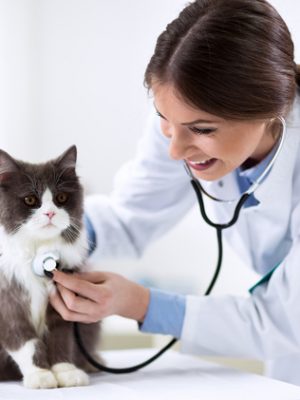 Cuidados no atendimento veterinária a felinos