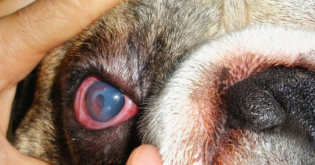 Um Guia para Problemas com os Olhos Pug: Causas, Tratamentos e Manutenção 4
